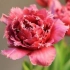 Destylacja tulipana na wakacje wiosenne w 6 krokach